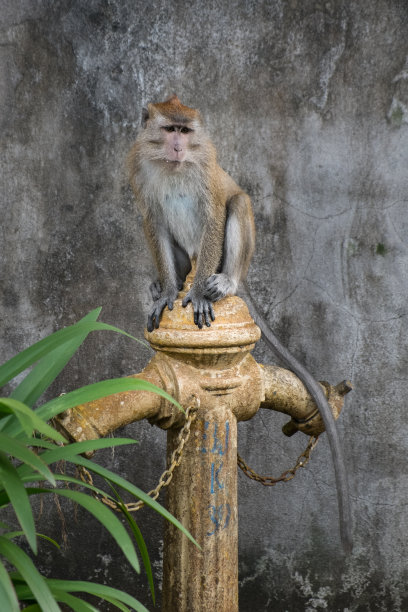 长尾猕猴图片下载