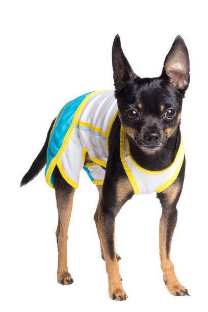 玩具狗狗图片下载