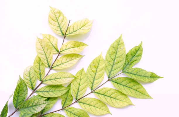 绿色的叶子图片下载