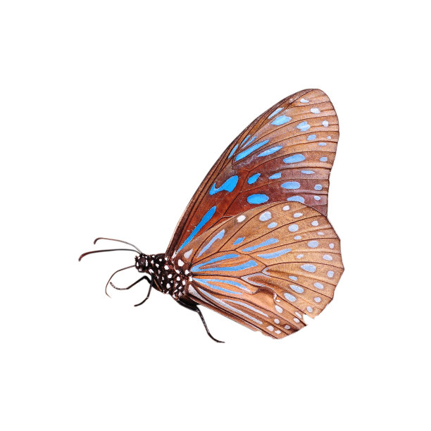 美丽的蝴蝶孤立在白色的背景上图片下载