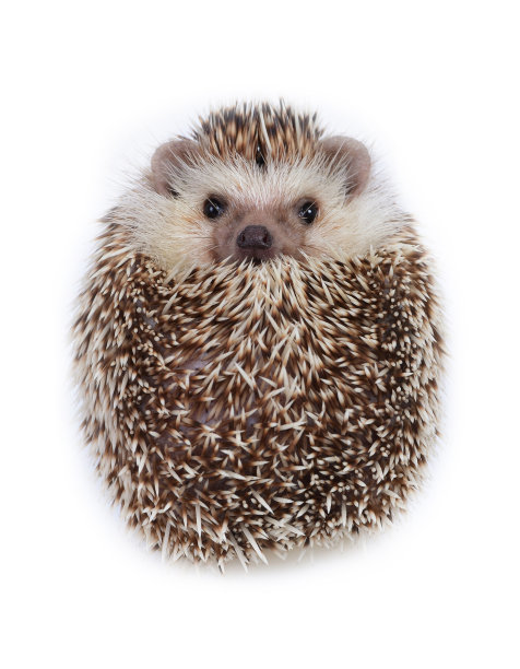 像一个球图片下载