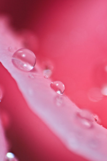 玫瑰花瓣上的露珠图片下载