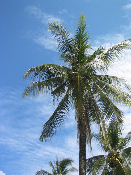 棕榈树叶图片下载