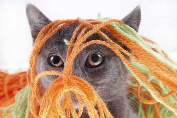 小的猫图片下载