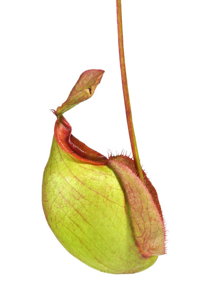 内彭特斯安普勒图片下载