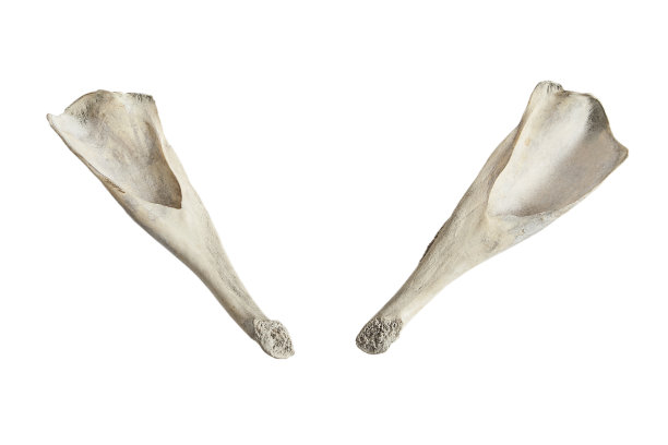 前双大鲸骨图片下载