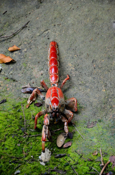 红泥龙虾在海滩上散步图片下载