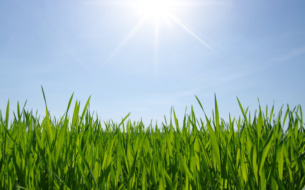 草和天空图片下载