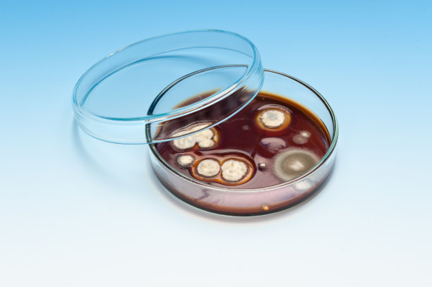 真菌菌落图片下载