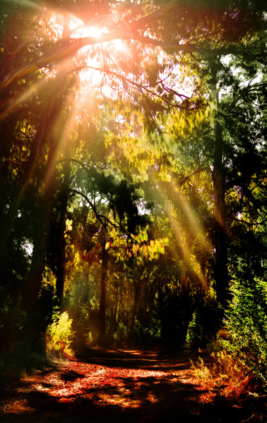 森林与阳光图片下载