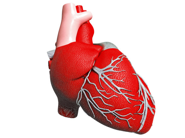 人工心脏模型图片下载