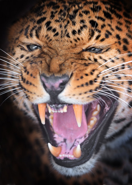 肖像豹图片下载