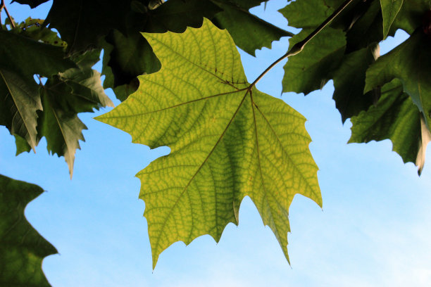 选择您的亮度图片下载