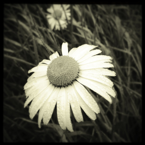 花上的露珠图片下载