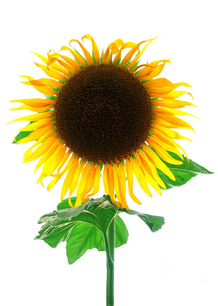 美丽新鲜的黄色向日葵图片下载