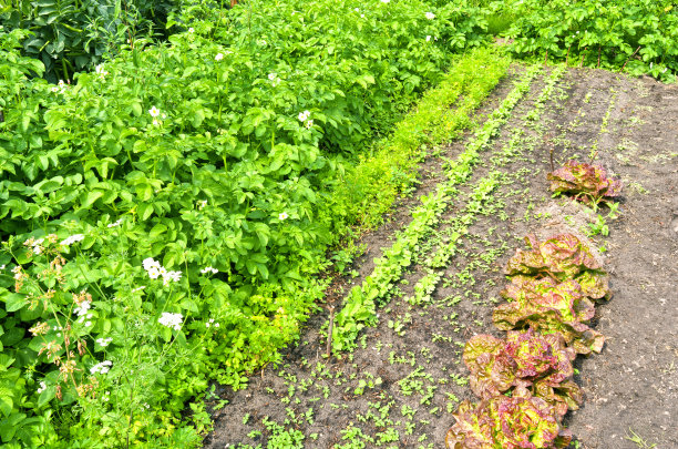 有机蔬菜园里的莴苣和土豆。图片下载