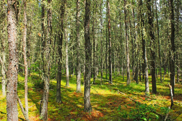 夏天在北方针叶林图片下载