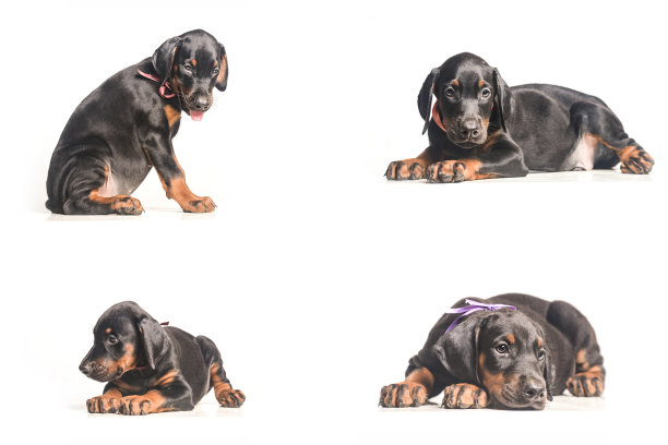 黑小狗多重拼贴图片下载