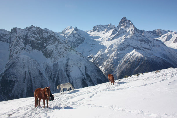 冬天的风景在山上有马图片下载