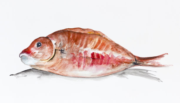 赤点石斑鱼鱼图片下载