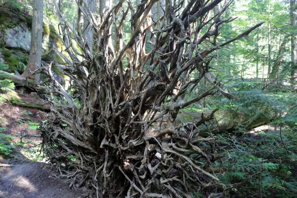 连根拔起的树图片下载