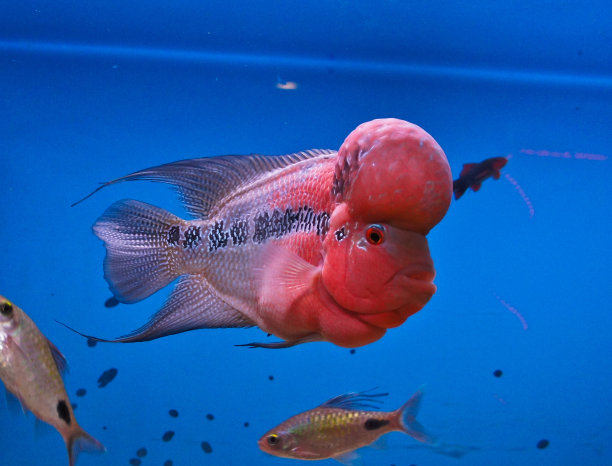 色彩斑斓的鱼图片下载