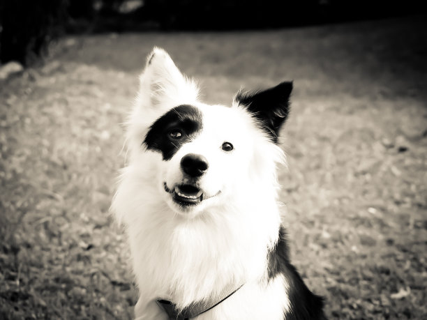 草地上有黑白相间的狗，图片下载