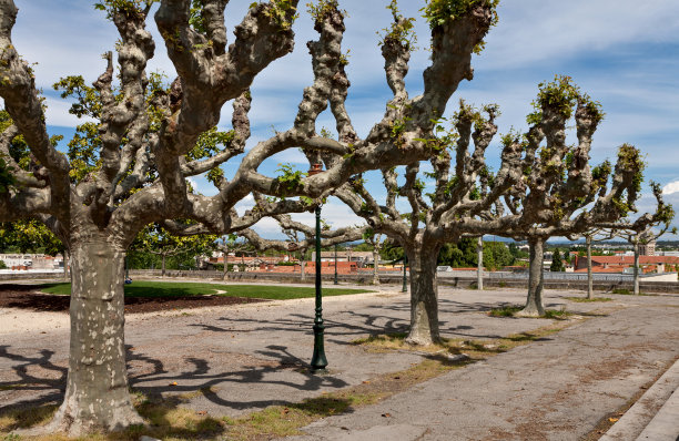 蒙彼利埃公园的老树图片下载
