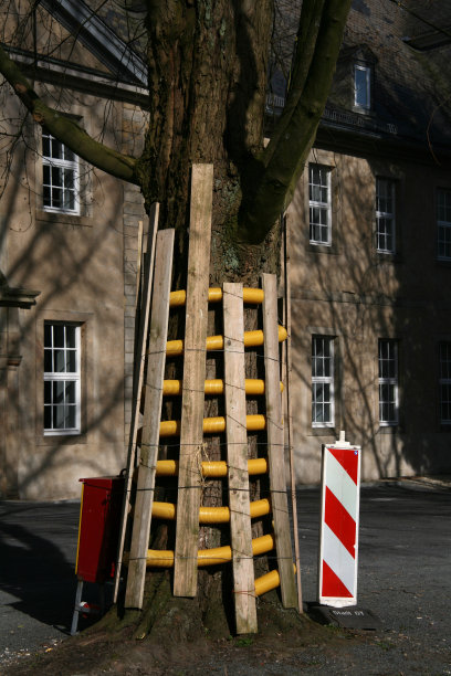 树的保护图片下载