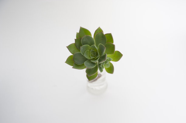 多肉植物在玻璃瓶孤立在白色背景图片下载