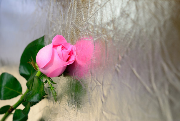 银色背景上的粉红玫瑰图片下载