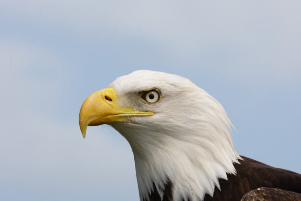 白头海雕图片下载