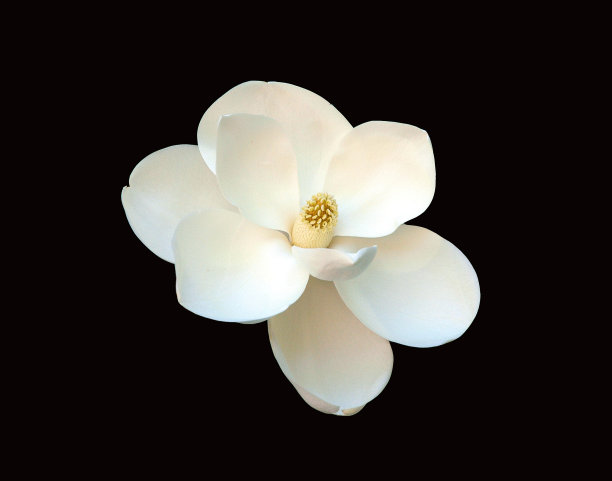 木兰在黑色图片下载