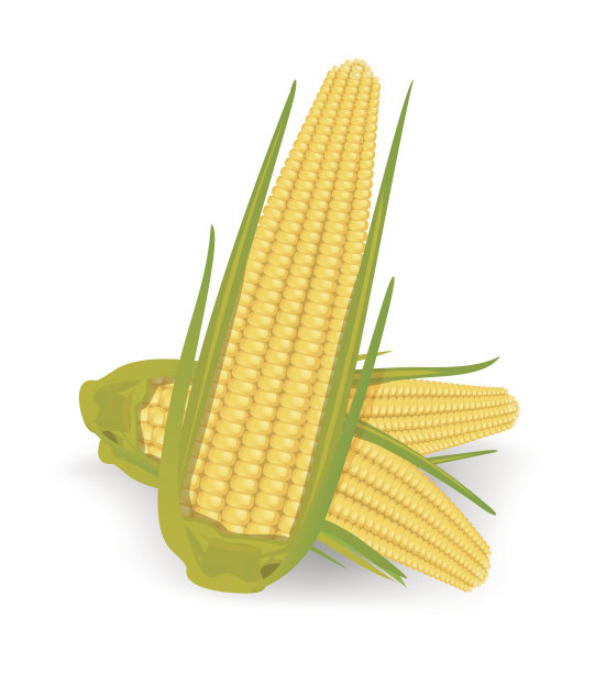 玉米棒子素材图片