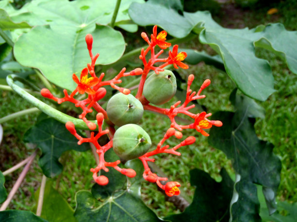 热带植物的花图片下载