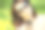 年轻美丽的女子在夏季公园阅读信息的形象图片下载