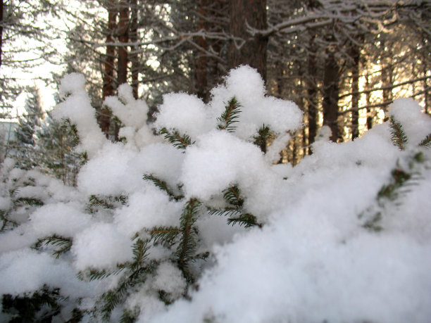 冬季森林图片下载