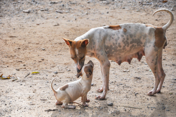 流浪狗妈妈和小狗在可爱的时刻。图片下载