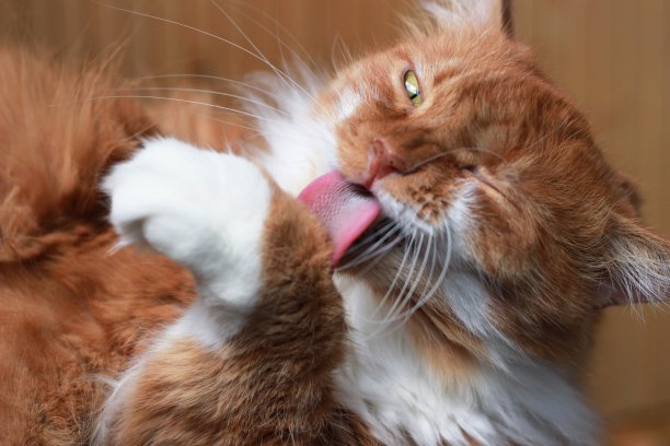 红猫洗图片下载