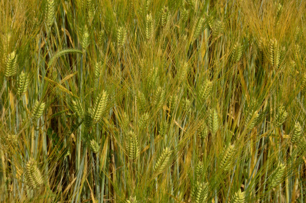 粮食作物图片下载