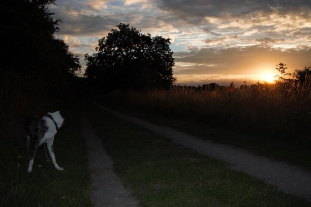 那是什么?图片下载