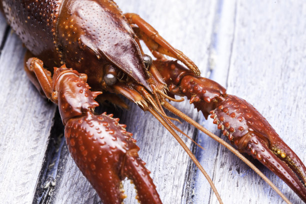 小龙虾图片下载