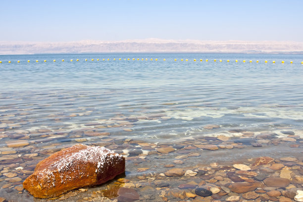 枯萎的植物图片下载