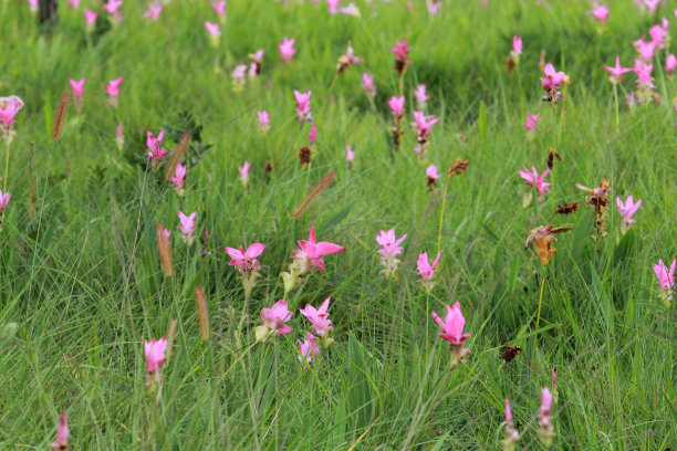 泰国的郁金香图片下载