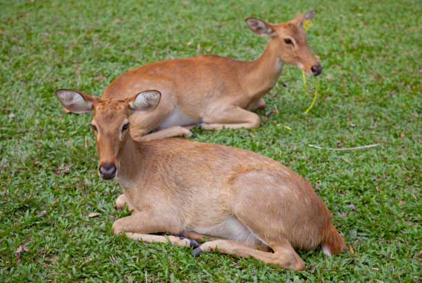 白尾小鹿和它的母鹿一起嗅着地面图片下载