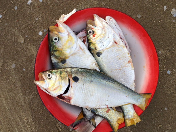 钓的鱼图片下载