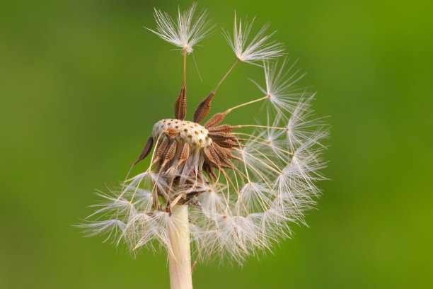 蒲公英的种子图片下载