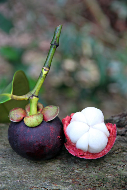 山竹果肉。图片下载