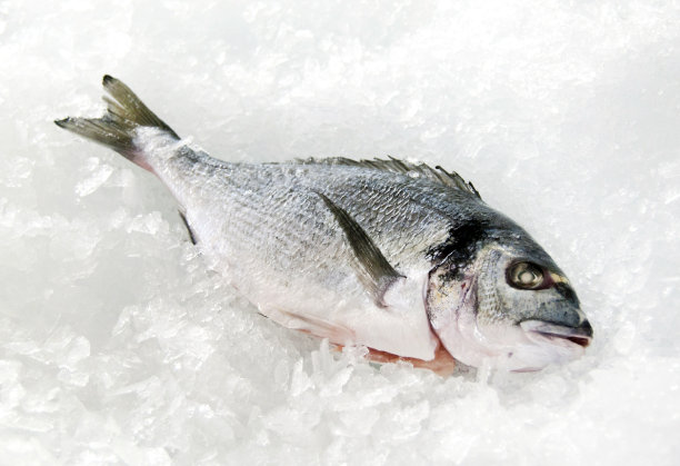 Gilt-Head鲤科鱼图片下载