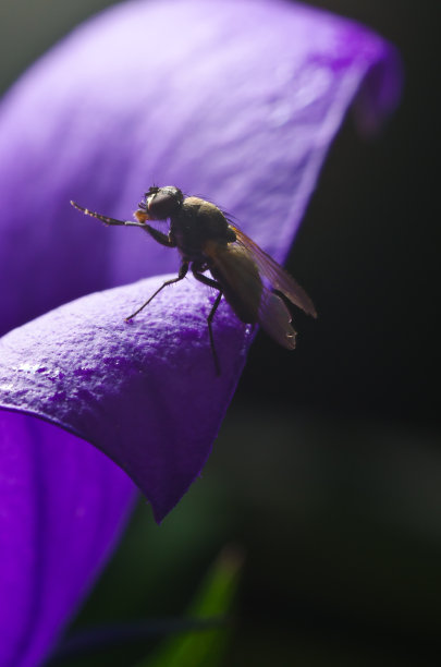 黑色的苍蝇在花瓣上图片下载